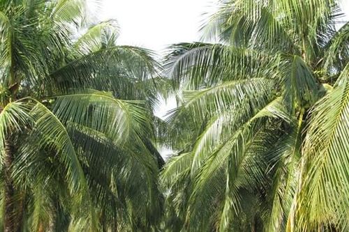 Phục hồi cây dừa