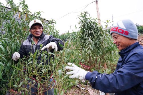 Làng hoa Hà Nội hối hả vụ tết