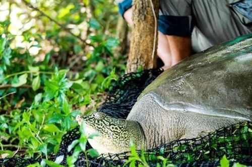 Cá thể rùa ở Đồng Mô cùng loài hồ Hoàn Kiếm