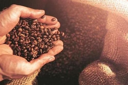 Giá cà phê hôm nay 19/12: Quay đầu giảm trên thị trường thế giới, Thị trường hồ tiêu thay đổi trái chiều