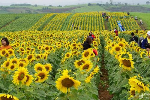 Cánh đồng hoa hướng dương tuyệt đẹp ở Nghệ An chuẩn bị khoe sắc