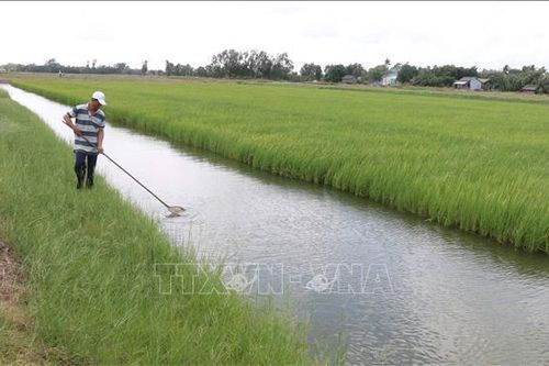 Nông dân trồng lúa hữu cơ được lợi kép