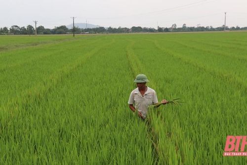 Hiệu quả kinh tế trên các cánh đồng mẫu lớn