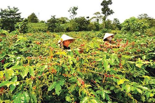 Chú trọng nâng cao giá trị gia tăng trong sản xuất nông nghiệp ở Hướng Hóa