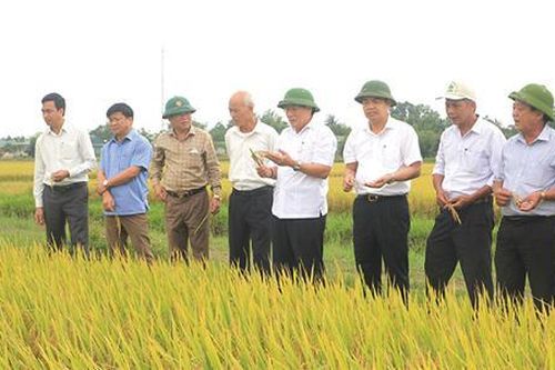 Gạo sạch Triệu Phong 'lên ngôi'