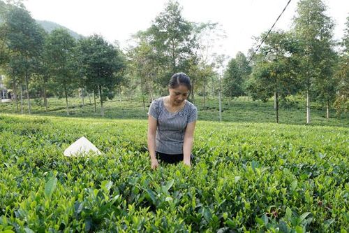 Kênh tín dụng thiết thực với nông dân
