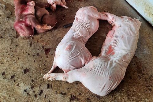 Phát hiện gần 1 tấn thịt lợn thối chuẩn bị đưa đi tiêu thụ