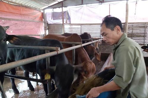 Toàn thành phố có 92 trang trại chăn nuôi bò thịt quy mô lớn