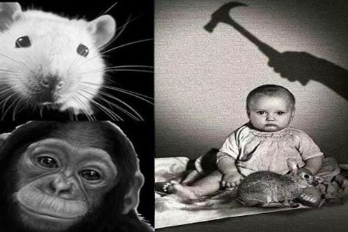 Rùng mình với những thí nghiệm tâm lý đáng sợ nhất mọi thời đại