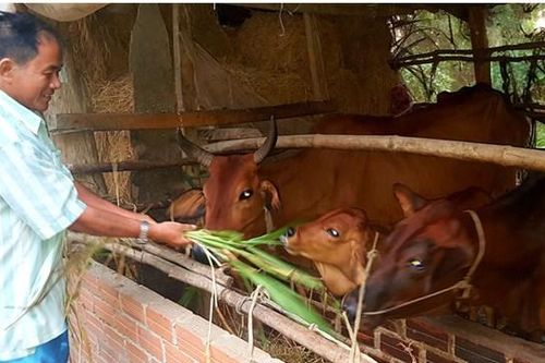 Long An: Nhân rộng mô hình hỗ trợ giảm nghèo