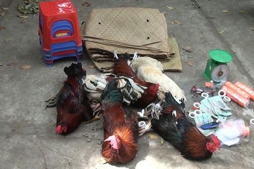 Bắt giữ 15 đối tượng đá gà ăn tiền, thu giữ 60 triệu đồng