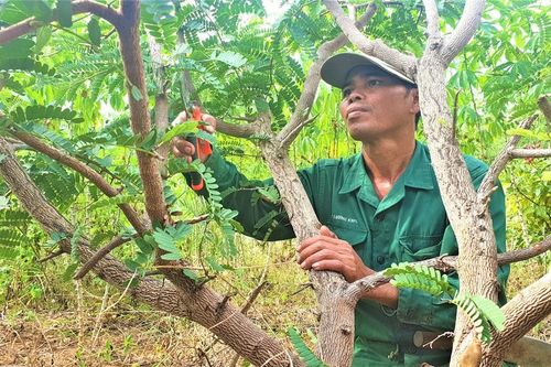 Nữ tiến sĩ hóa giải xung đột giữa người và voi