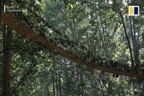 Ấn Độ xây 'cầu khỉ' cho động vật băng qua đường cao tốc