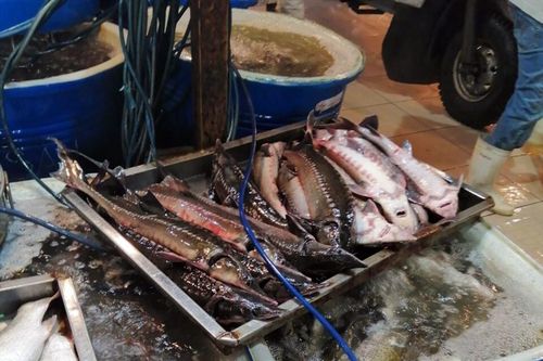 Nguồn gốc cá tầm nhập khẩu rẻ không ngờ bày bán khắp chợ