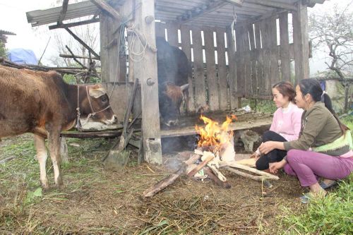 Người dân Nghệ An đốt củi sưởi ấm cho trâu, bò những ngày rét đậm
