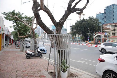 Nhiều cây sưa đỏ trên đường Nguyễn Văn Huyên bị chết khô