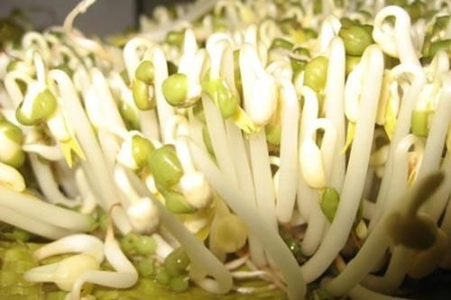 Những sai lầm 'chết người' khi ăn giá đỗ không đúng cách