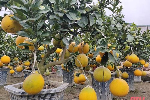 Nông dân Thanh Hóa chăm sóc cây cảnh chuẩn bị vụ cuối năm