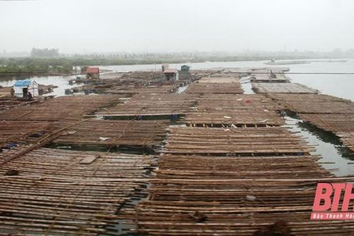 Triển vọng nghề nuôi hàu thương phẩm ở thị xã Nghi Sơn