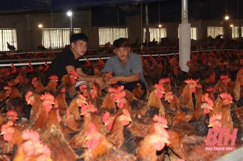Đẩy mạnh phát triển chăn nuôi theo chuỗi