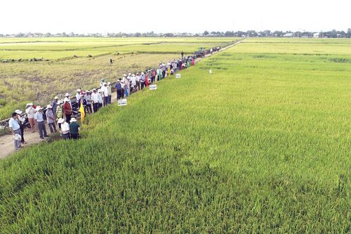 Nhiều lợi ích từ chương trình liên kết sản xuất lúa gạo chất lượng cao