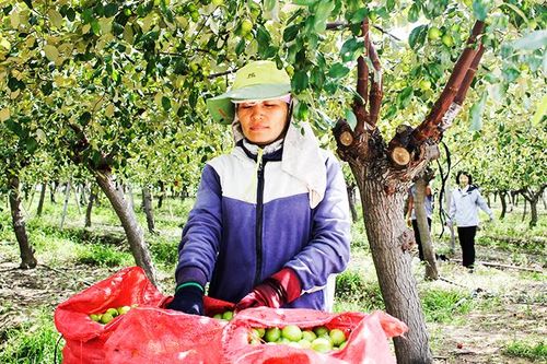 Quỹ Hỗ trợ nông dân: Trợ lực phát triển nông nghiệp