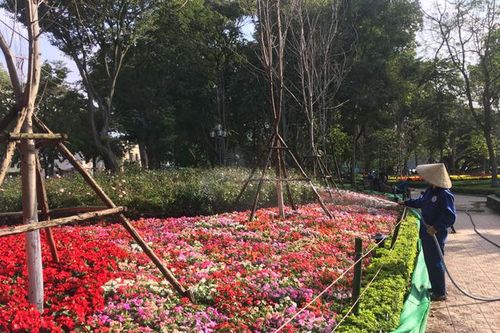 Trang trí hoa, cây cảnh phục vụ nhân dân đón Tết Dương lịch