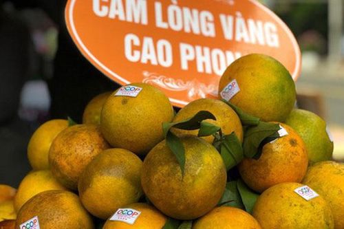 Cam Cao Phong - Nông sản chủ lực của tỉnh Hòa Bình