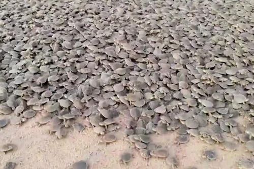 Hàng chục nghìn con rùa mới nở ở bờ sông Brazil