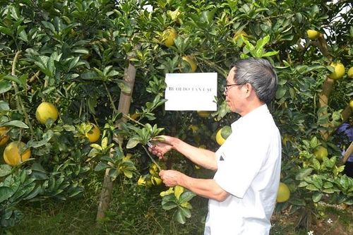 Mở rộng diện tích bưởi đỏ Tân Lạc