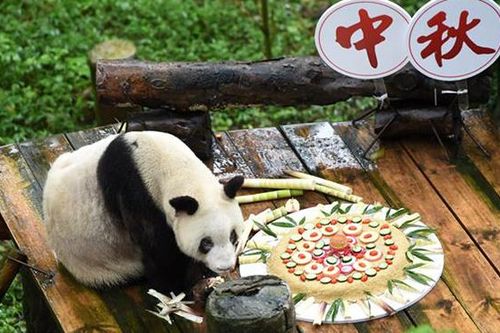 Con gấu trúc già nhất thế giới qua đời