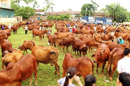 Phát triển chăn nuôi bò tập trung