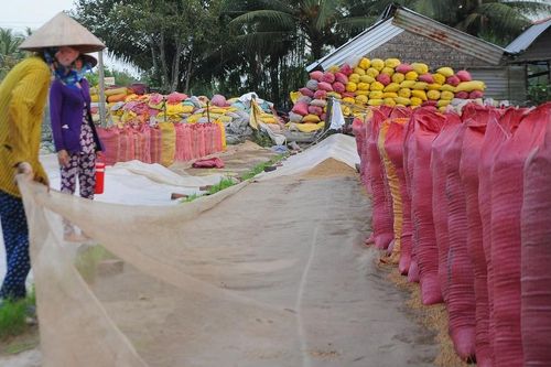 Giá lúa cấp thấp tăng cao, vượt cả lúa thơm