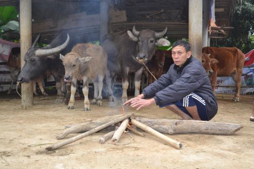Người dân miền núi đốt lửa sưởi ấm cho trâu, bò những ngày rét đậm