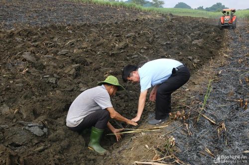 Nông dân Tân Kỳ gắn bó với mía - cây trồng chủ lực