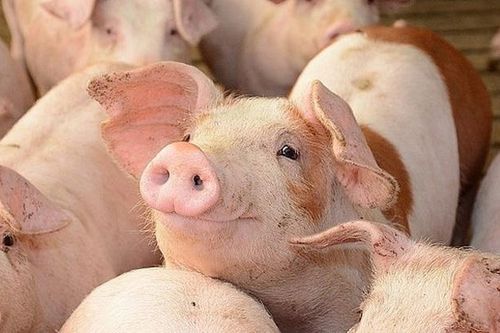 Giá lợn hơi hôm nay 21/12: Tăng giảm trái chiều ở một số địa phương trên cả nước