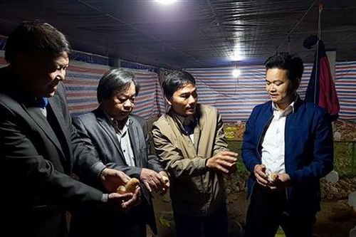 Tập đoàn Mavin hỗ trợ gà giống, thức ăn chăn nuôi và thuốc thú y cho nông dân Quảng Trị