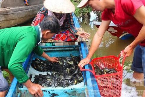 Kỳ 1: Đi qua vựa cá miền Tây