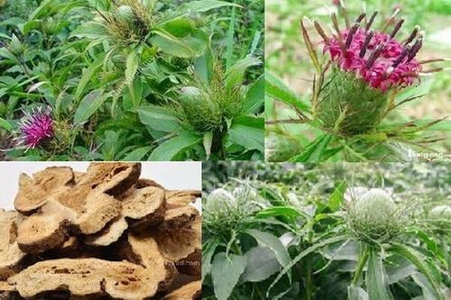Bạch truật bổ khí kiện tỳ, an thai