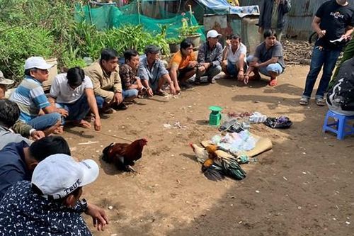 An Giang: Bắt giữ 14 đối tượng đá gà ăn tiền