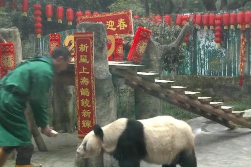 Gấu trúc bị nuôi nhốt lâu nhất thế giới qua đời ở Trung Quốc
