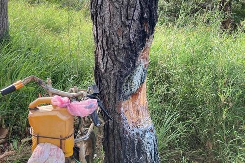 Nhóm phượt cắt nhựa thông đốt lửa ở cung Tà Năng - Phan Dũng