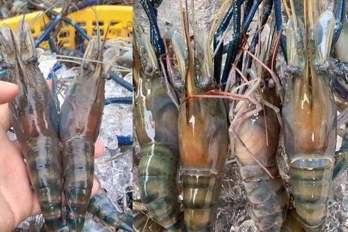 Tôm càng xanh 'siêu to khổng lồ'giá rẻ bất ngờ chỉ 350.000/kg