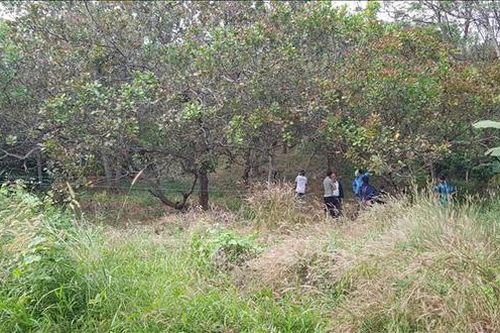 Đi hái cà phê phát hiện thi thể...trên ngọn cây