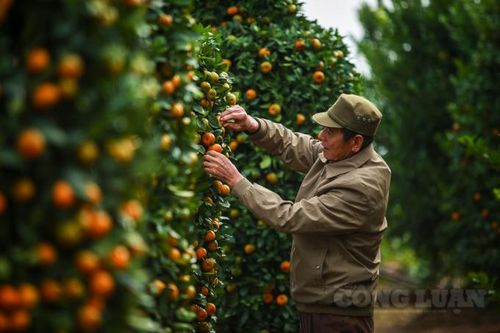 Cận cảnh vườn quýt lục bình 'khổng lồ' phục vụ Tết Nguyên Đán 2021