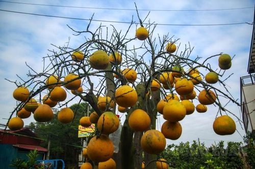 Cận cảnh cây bưởi 'trụi lá' chờ lộc non chơi Tết, giá hàng chục triệu đồng