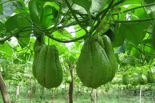Kỹ thuật trồng su su tươi non quả chi chít trong vườn nhà
