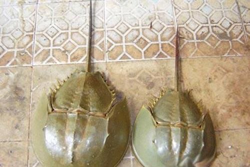 Phân biệt sam biển và so biển nhanh chóng