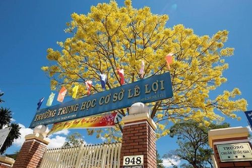 Độc đáo cây phượng duy nhất ra hoa màu vàng giữa mùa đông tại vùng đất cao nguyên Di Linh
