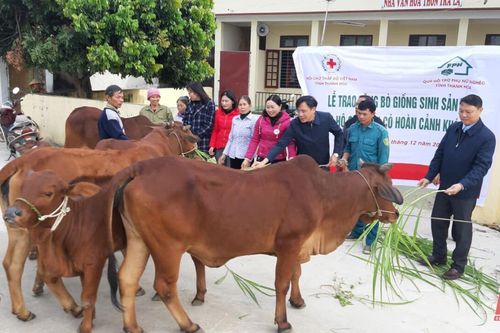 Trao tặng bò giống sinh sản cho hộ nghèo tại huyện Hoằng Hóa